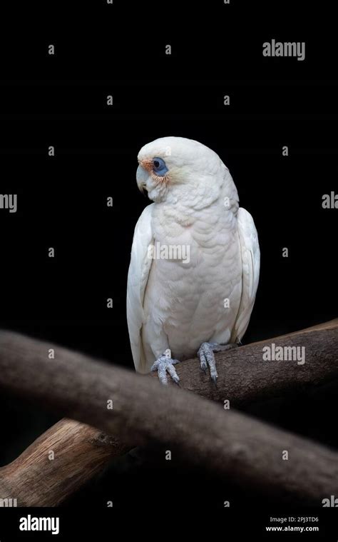 A Pair Of Long Billed Corellas Also Known As A Slender Billed Corella