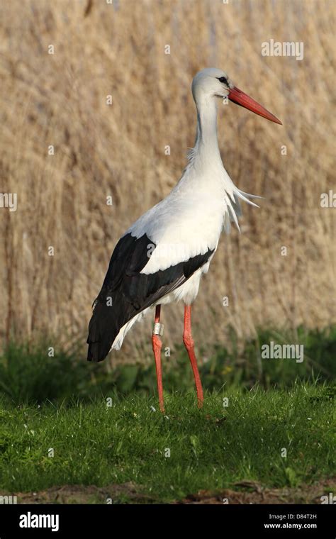 White Stork Walking Hi Res Stock Photography And Images Alamy