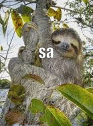 Sloth Sleepy GIF - Sloth Sleepy Branch - Discover & Share GIFs