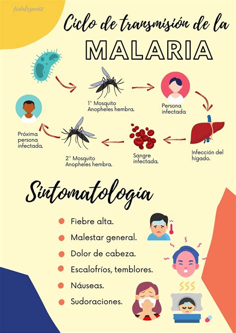 Malaria Ciclo de Transmisión y Sintomatología Practicas de