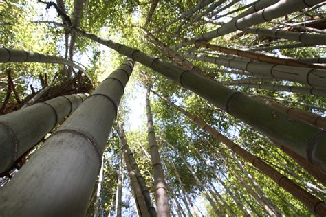 Bambus Wald Kostenloses Foto Auf Pixabay