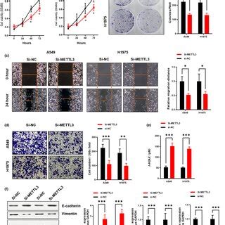 METTL3 Knockdown Inhibits The Cell Proliferation Migration And