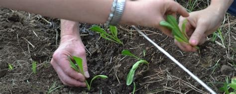 Agricoltura Sociale Quinta Edizione Del Bando Di Confagricoltura E