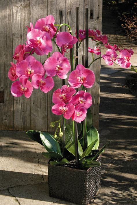 K Nstliche Orchidee Phalaenopsis Fach Getopft Cm Real Touch