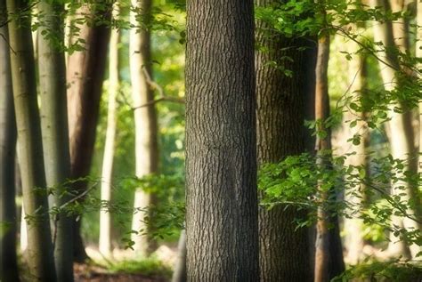 Kopar Uzgoj Gnojidba Sorte Sadnja Sjetva Berba Žetva Uporaba