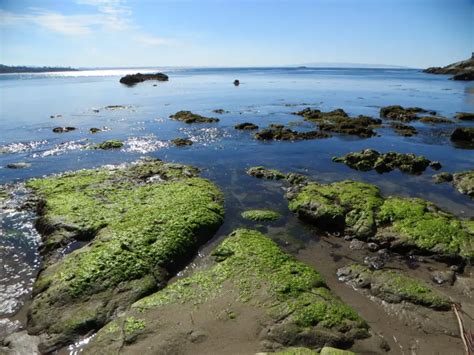 Pirates Cove Beach Avila Beach Ca California Beaches