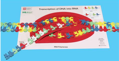 Protein Synthesis