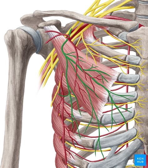 Clavipectoral fascia: Anatomy, components and function | Kenhub