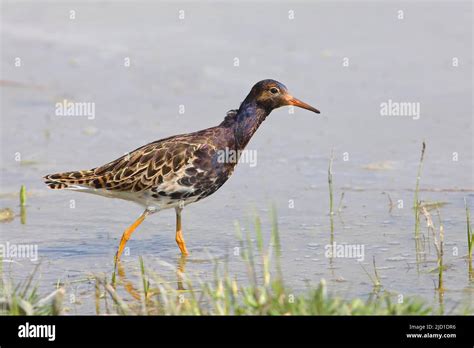 Ruff Calidris Pugnax Male Running In Shallow Water Ziggsee Lake