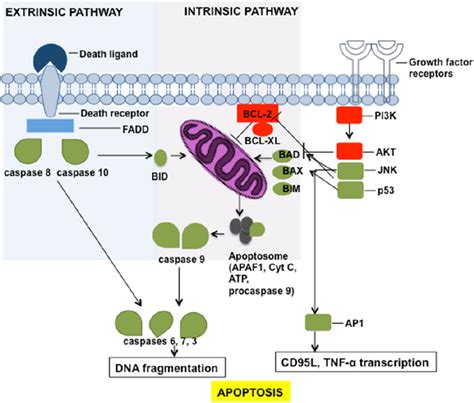 Apoptosis pathway. Schematic picture of extrinsic and intrinsic... | Download Scientific Diagram