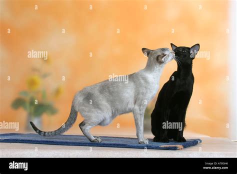 Siamese Cat And Oriental Shorthair Cat Stock Photo Alamy