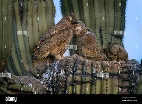 Great Horned Owl Nest Saguaro Cactus Stock Photo Alamy