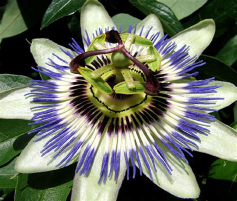 Passion Flower Blue Passiflora Caerulea Seeds