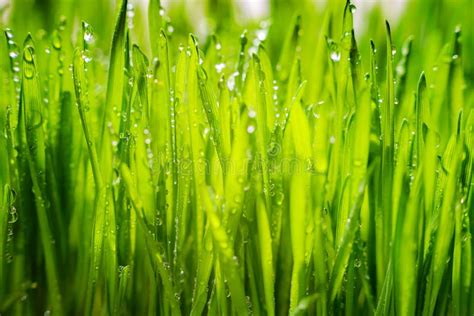 Relva Verde Orvalho Matinal Folhas Verdes Frescas Gotas De