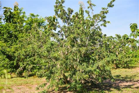 Rvore De Tamarindo Fruta Madura De Tamarindo Em Rvore Folhas No