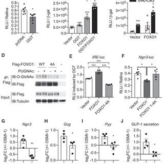 Protein O GlcNAcylation Inhibits L Cell Development A And B Ileal