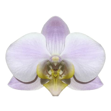 Phalaenopsis Salinas — Орхидеи в Армении