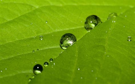 Fondos de pantalla hojas naturaleza césped fotografía gotas de