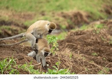 56 Monkeys Having Sex Royalty Free Images Stock Photos Pictures