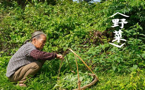 农村常见的3种野菜，有人嫌弃，有人爱，你吃过吗？ 玉林阿婆 玉林阿婆 哔哩哔哩视频