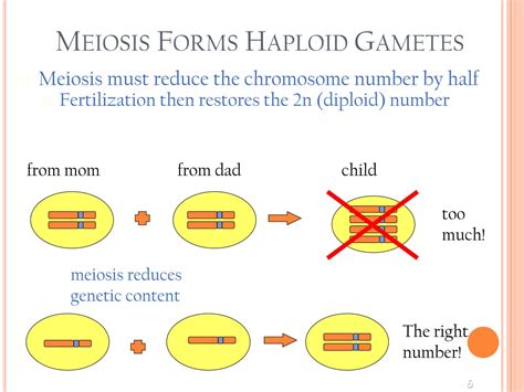 PPT - Meiosis Formation of Gametes PowerPoint Presentation, free ...