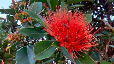 First Love Penda Tree Crimson Penda Plant Xanthostemon Chrysanthus