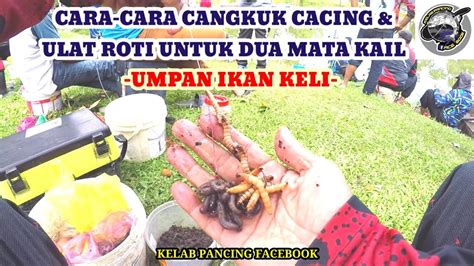 Cara Cara Cangkuk Cacing Ulat Roti Untuk Perambut Dua Mata Kail