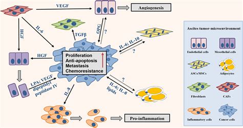 Ascites Modulates Cancer Cell Behavior Contributing To Tumor