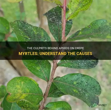 The Culprits Behind Aphids On Crepe Myrtles Understand The Causes Shuncy