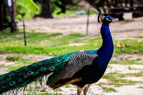 Free Images Animals Peafowl Bird Fauna Beak Galliformes Feather