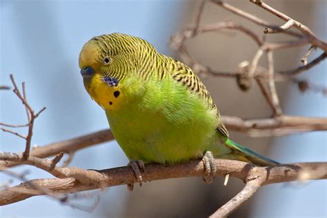 Budgerigar Bird Facts, Pet Care, Behavior, Housing, Pictures