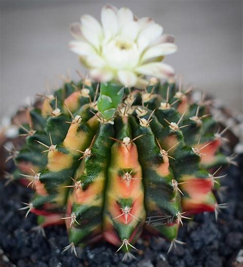 Gymnocalycium