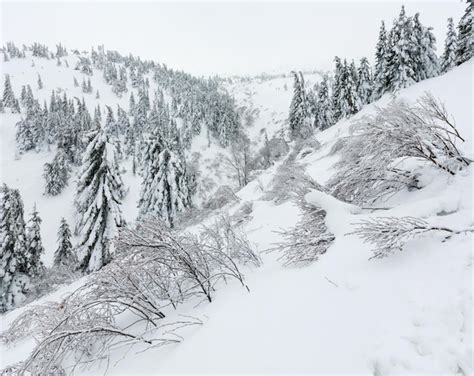 Abetos Nevados Gelados E Arbustos Na Colina De Inverno Em Tempo Nublado