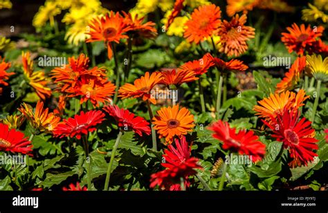 Gerbera flower plant color Stock Photo - Alamy