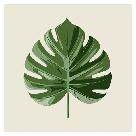 Planta De La Selva Tropical De Hojas Verdes Monstera Aislada Sobre Un