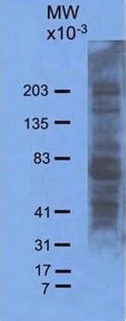 Anti Neuroketal Antibody Serum Chemicon Sigma Aldrich