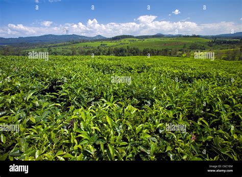 Tea plantation Semien region Ethiopia Stock Photo - Alamy