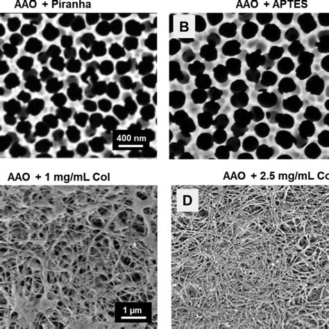 Sem Images Of Modified Nanoporous Anodic Alumina Membranes A Nm