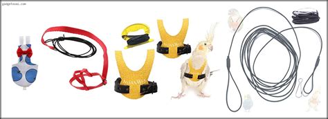 Top 10 Best Bird Harness For Conure Review In 2022 GadgetsSai