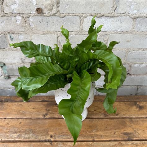 Hurricane Fern Asplenium Antiquum 5 Urban Gardener
