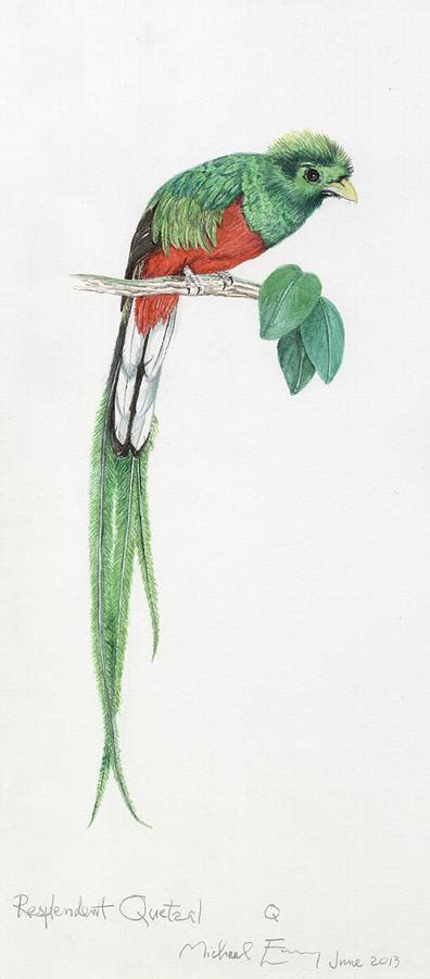 Resplendent Quetzal Painting By Michael Earney Fine Art America