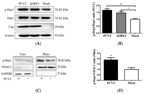 Pcv Stimulated Drp Phosphorylation And Its Translocation To