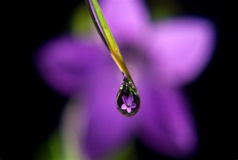 55 Stunning Dew Drop Photographs Incredible Snaps