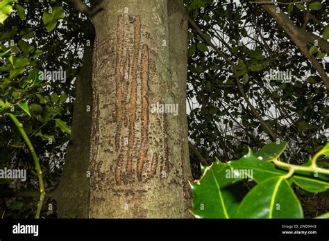 Yellow Bellied Sapsucker Tree Damage Stock Photo Alamy