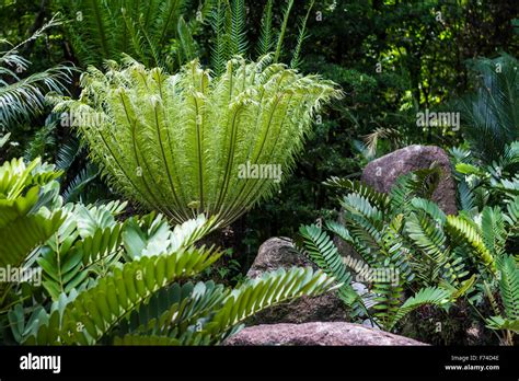 Fern In Singapore Botanical Garden Stock Photo Alamy