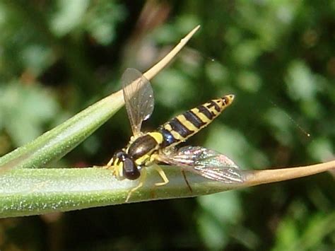 Mosca de las flores esbelta imágenes Animalandia