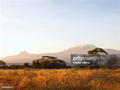 1242 Acacia Trees In The Maasai Mara National Reserve Kenya Stock