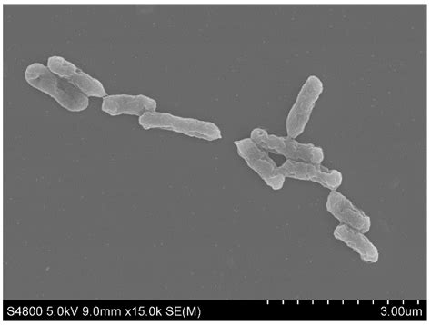 Complete Genome Sequence Of Acidithiobacillus Ferrooxidans Yntrs 40 A