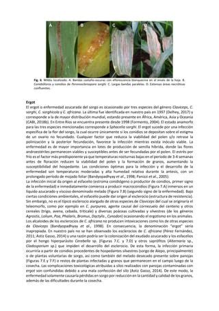 Enfermedades Del Sorgo En El Centro Oeste De Entre R Os Pdf