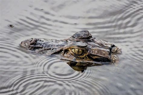 Amazon Rainforest Crocodiles | Photos & Info | Thinkjungle.com